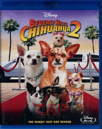 7452/chihuahua2_bd.JPG